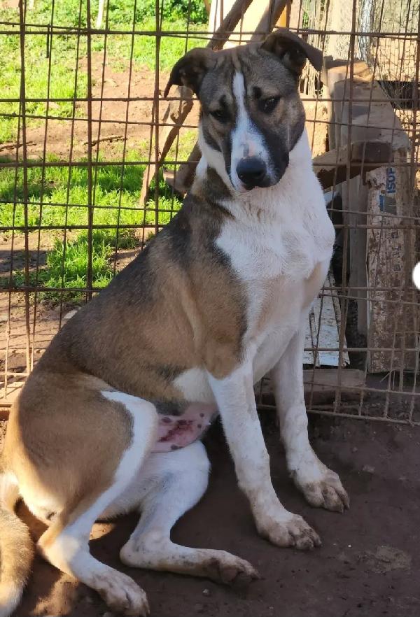 Drago e Lara 9mesi mix Pitbull buonissimi COSENZA Foto 6